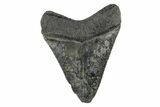 Serrated, Juvenile Megalodon Tooth - South Carolina #172102-2
